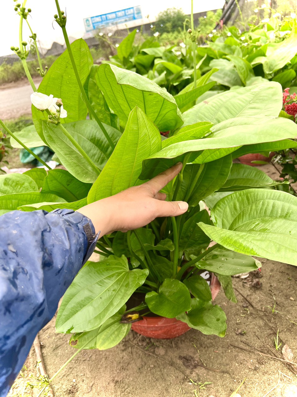 Cây Bách thuỷ tiên size trung