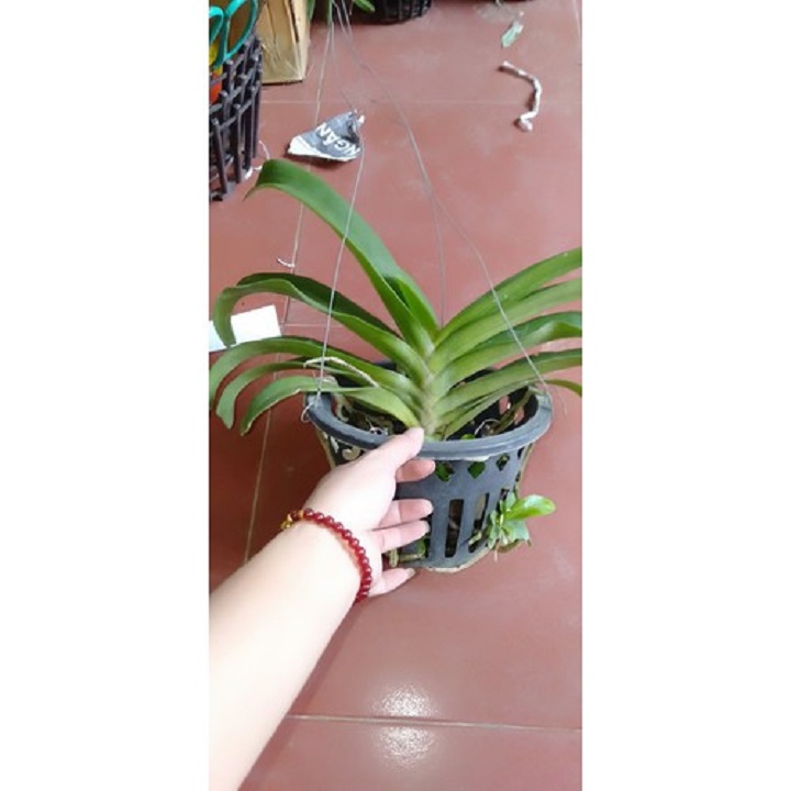 hoa phong lan đai châu bò sữa ( cây cao 50cm)