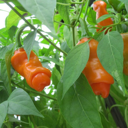 ỚT CU TÍ 10 HẠT