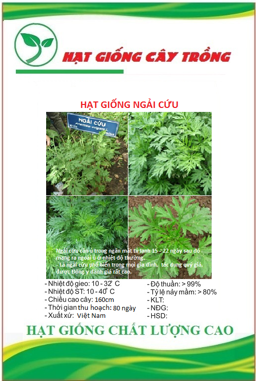 Hạt giống rau ngải cứu ct352 - gói 50 hạt