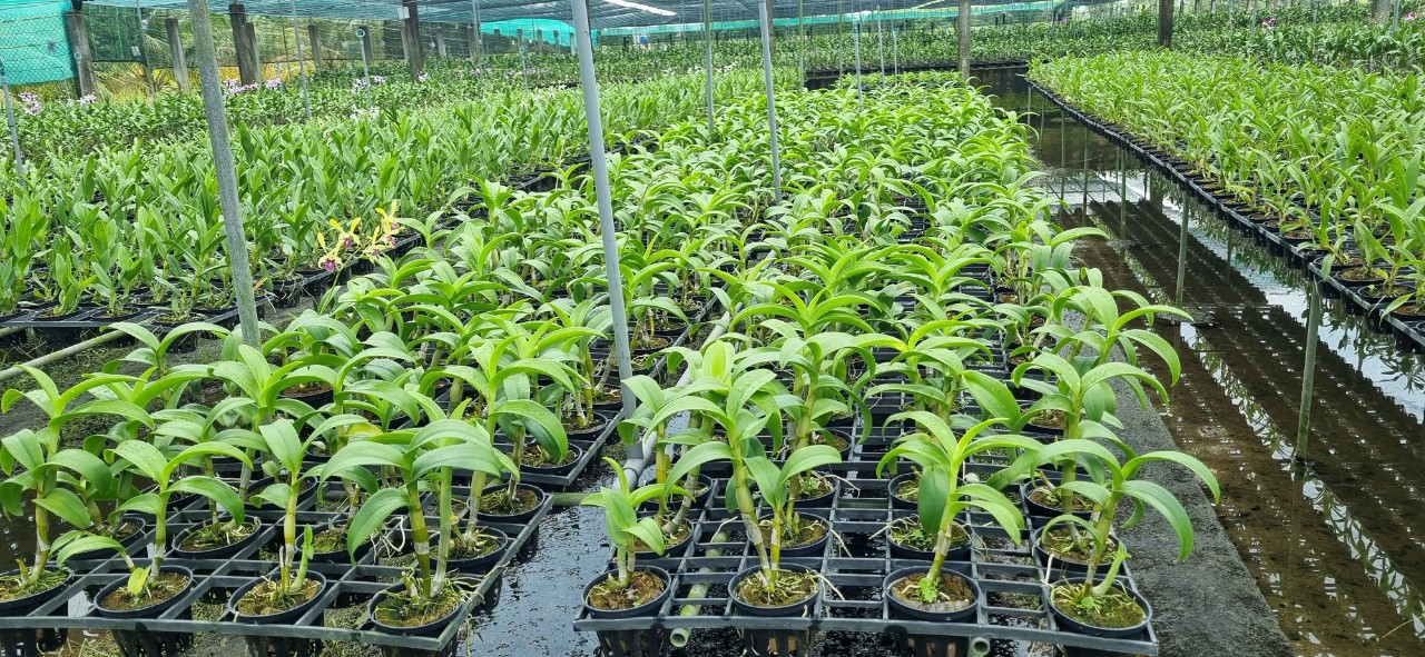 HOA LAN THỎ VÀNG LAI SING