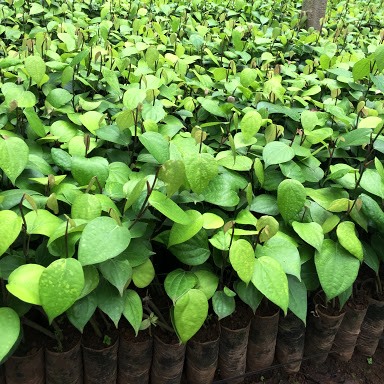 CÂY GIỐNG HỒ TIÊU - CÂY TIÊU GIỐNG