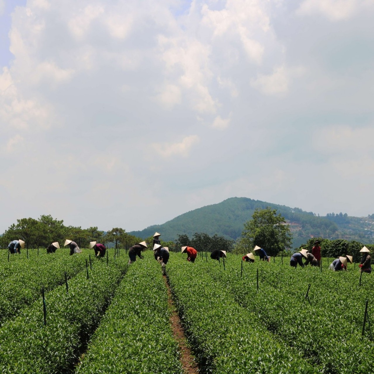 Trà Sen (Lotus Tea) Dalat Farm - Túi 150Gr