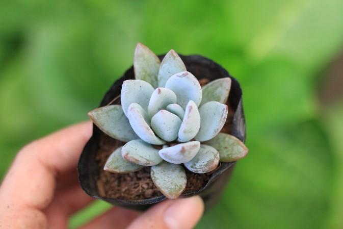 Sen Đá Sỏi Pha Lê Trắng