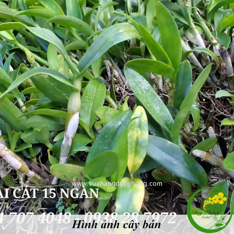 DENDRO - LAI CÁT | Hàng thanh lý