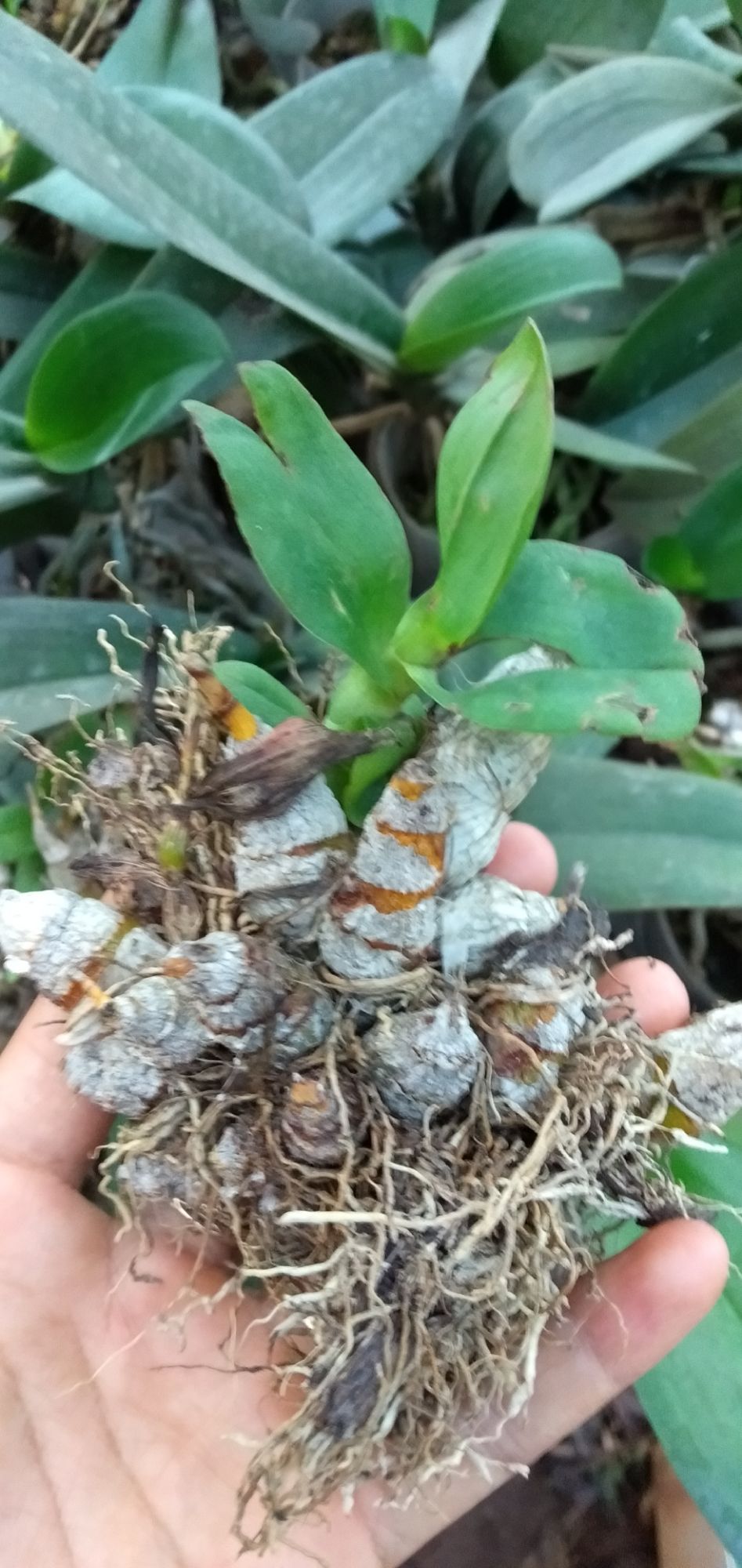 Hoa lan Denro trường sơn 120k cho 6 khóm
