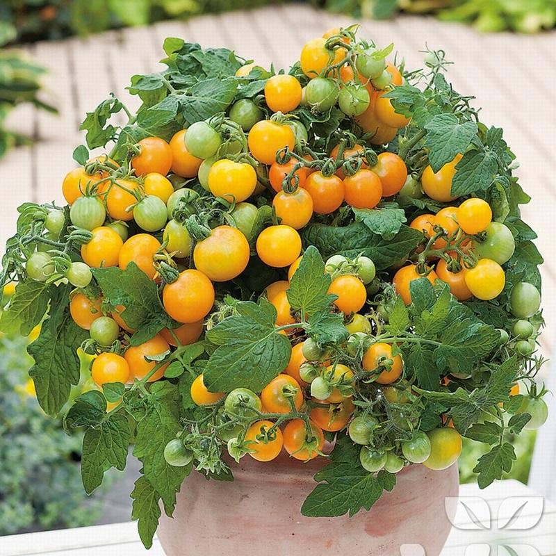 Hạt giống Cà Chua lùn quả vàng sai quả