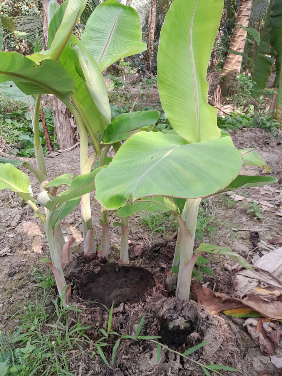 Chuối Xiêm đen (chuối sứ, chuối móc) cây giống