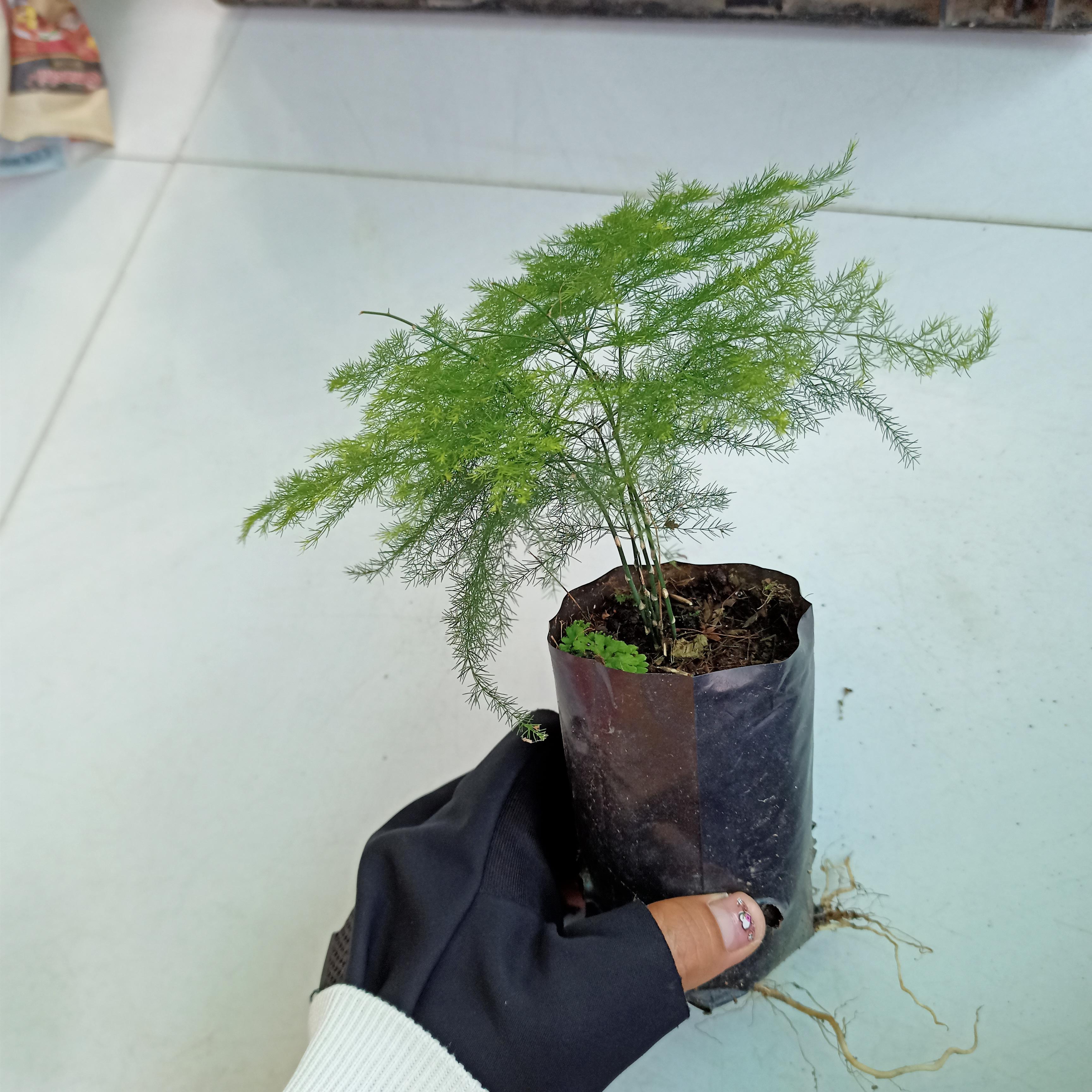 Cây kim thủy tùng bầu đất, Asparagus setaceus