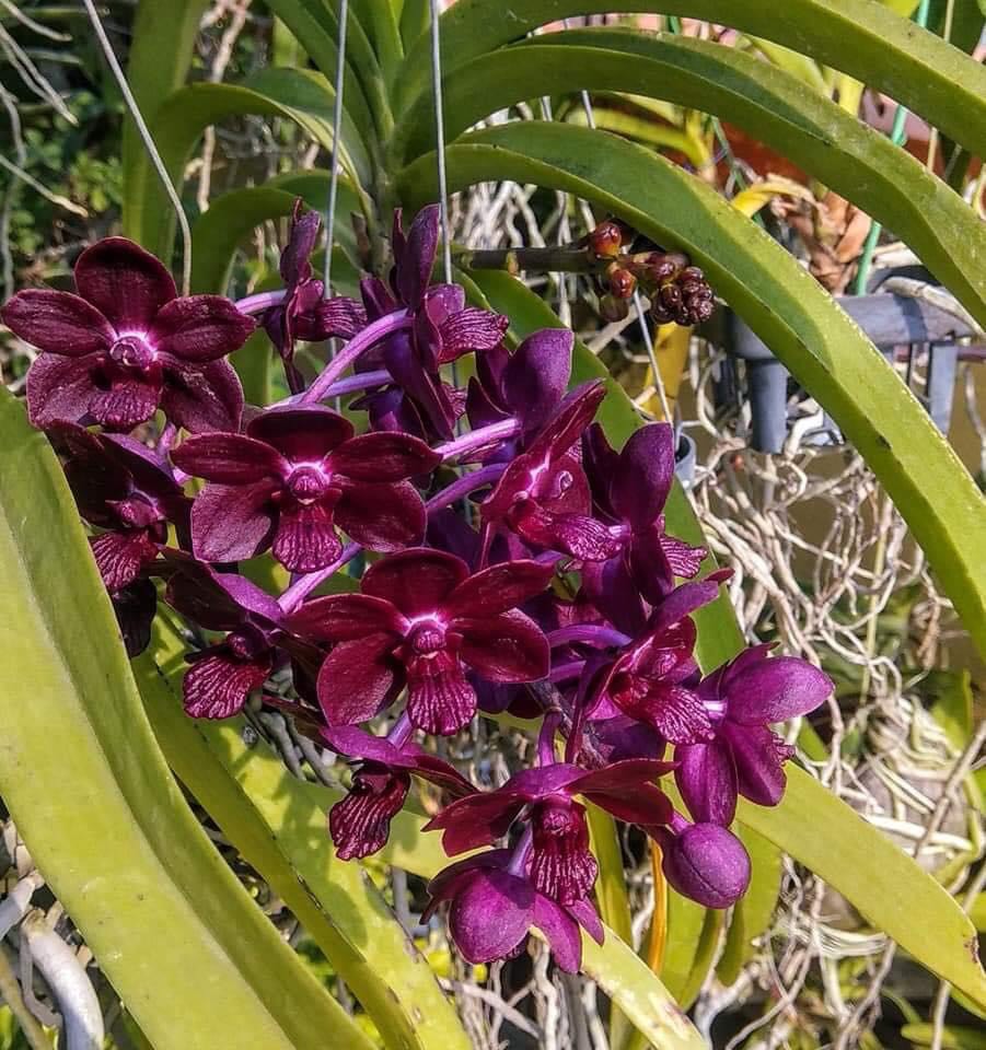 Hoa lan ngọc điểm lai Vanda