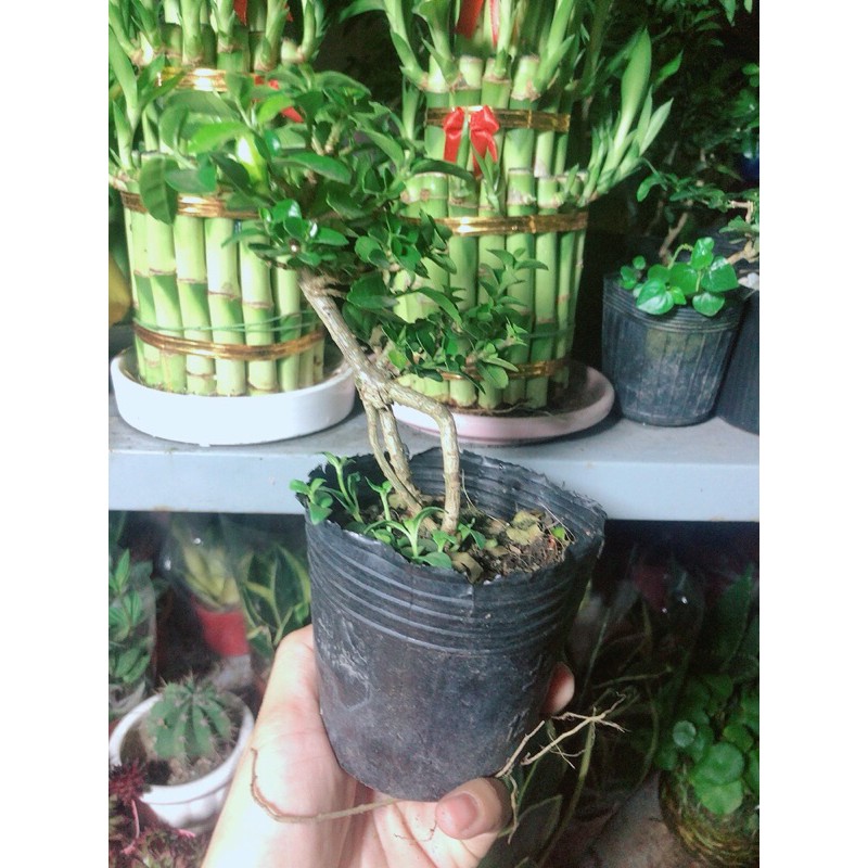 [HCM]Cây Sam Hương Bonsai