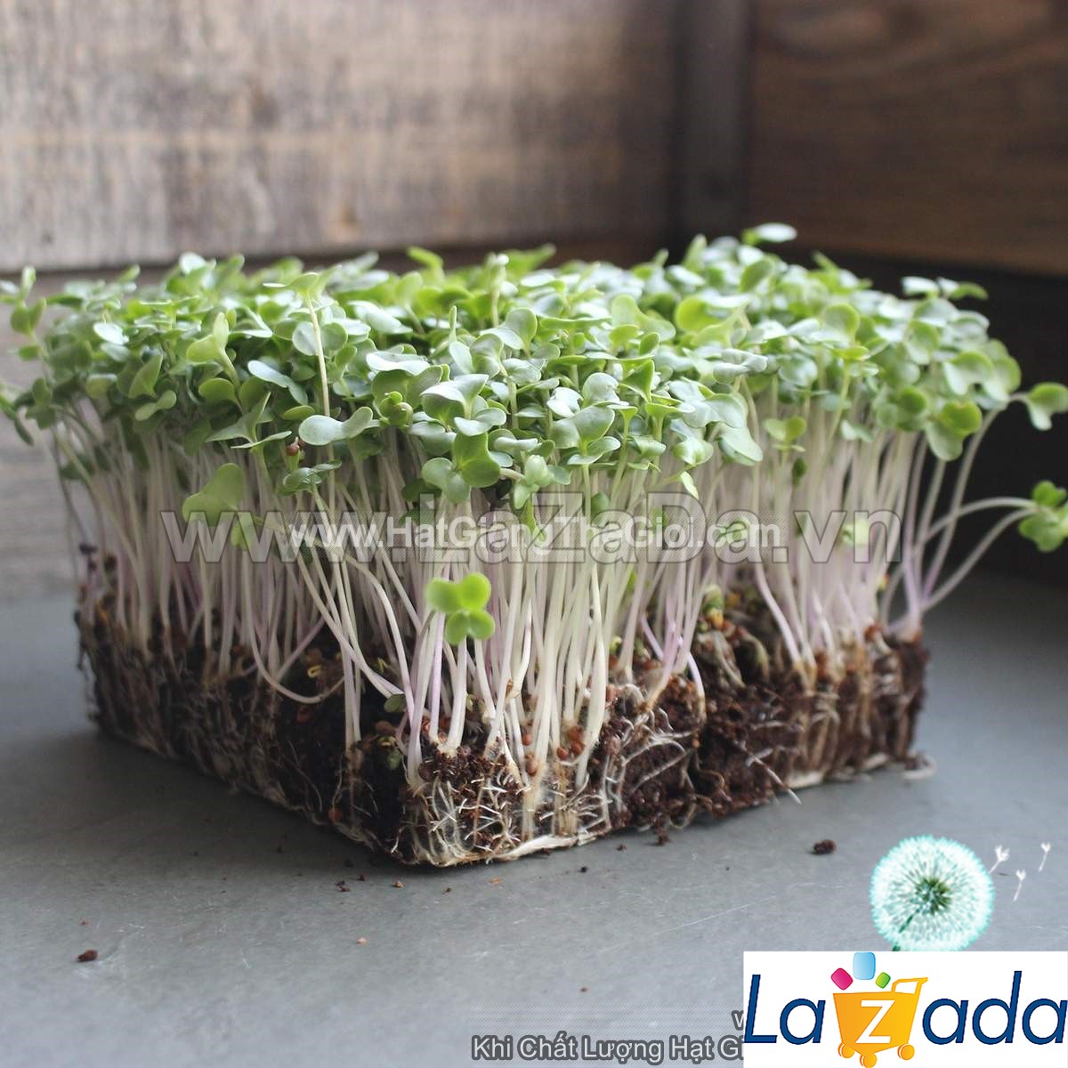 1KG Hạt Giống Rau Mầm Cải Ngọt (| Y10*W63)