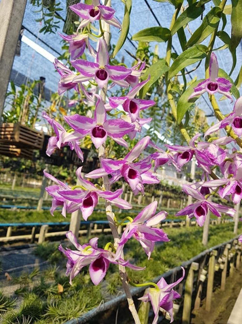 hoa lan chớp mỹ  2 thân trồng trong chậu phi 14