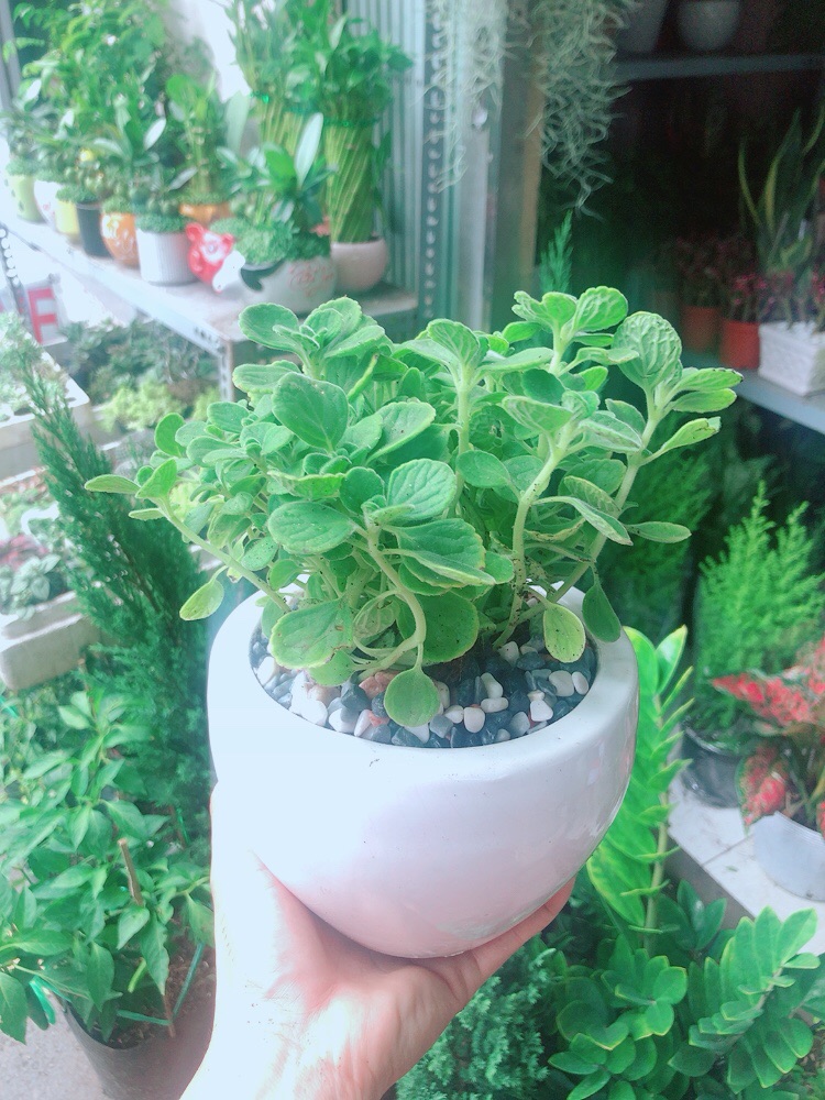 Chậu Cây Nhất Mạc Hương (Sen thơm)