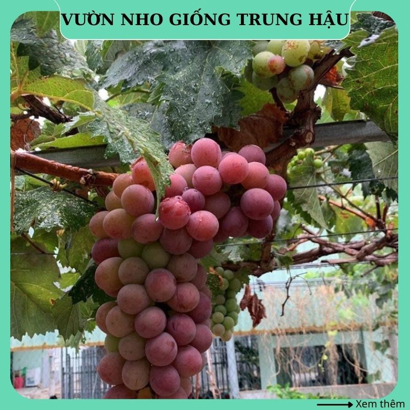 Cây nho giống Kyoho đỏ thân đây leo giàn NK16