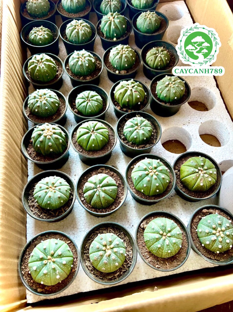 Cây xương rồng bí ngô