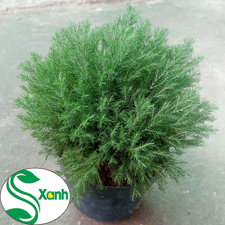 Tùng Bồng Lai - Cây Phong Thủy - Cây Để Bàn