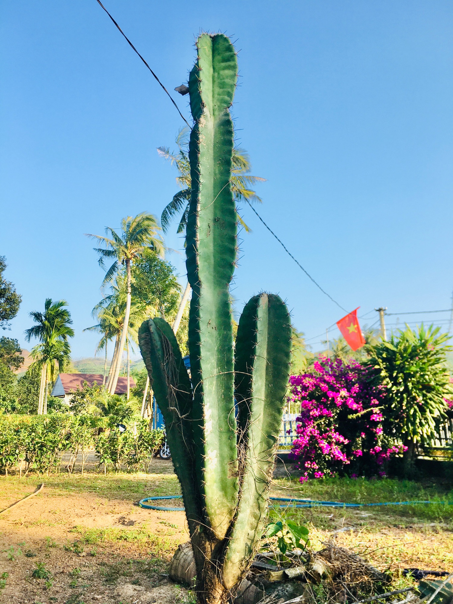 Xương rồng trụ ( loại 0,5m có rễ và cây 2-3 nhánh như hình)