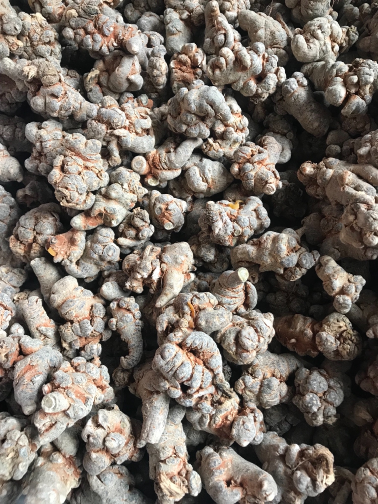 Tam thất bắc khô 500g (loại 6 củ)