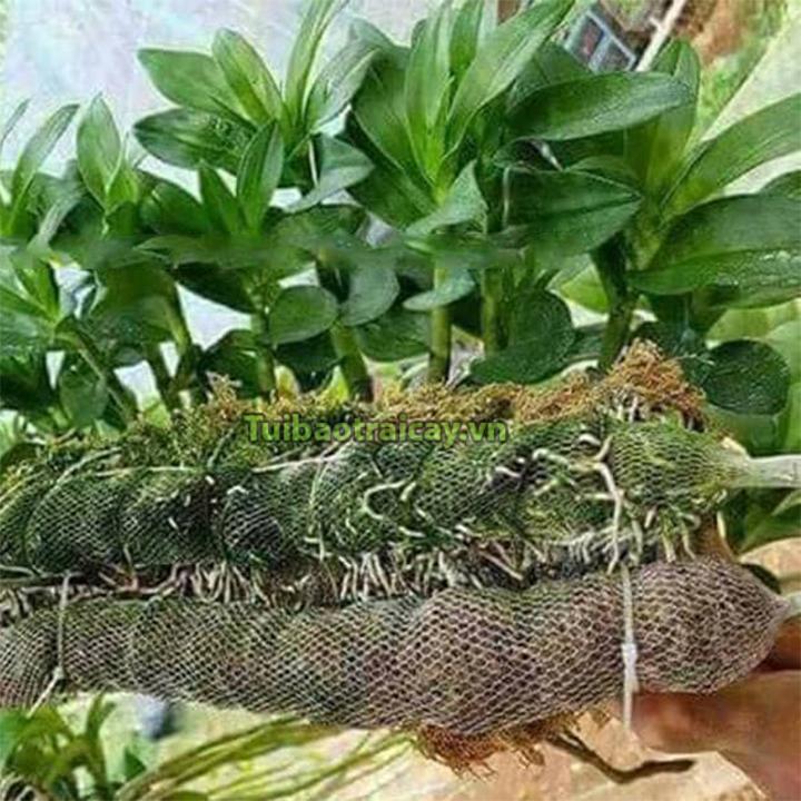 10 túi lưới phân dê dài 30cm đã qua xử lý