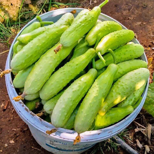 Hạt Giống Dưa Chuột Trắng