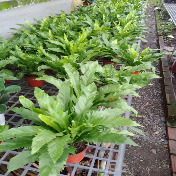 [ Chuẩn Giống F1 ] cây tổ quạ