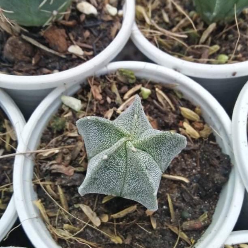 [HCM]Xương Rồng Aster (3cm)