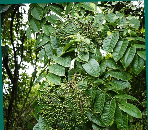 HẠT MẮC KHÉN RỪNG TÂY BẮC