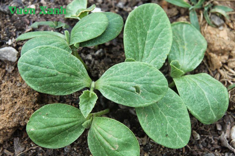 Hạt giống bí siêu ngọn 20gr