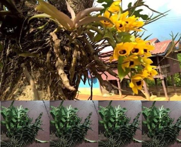 Cây hoa phong lan rừng trầm vàng - loại phong lan rừng quý hoa vàng rực rỡ