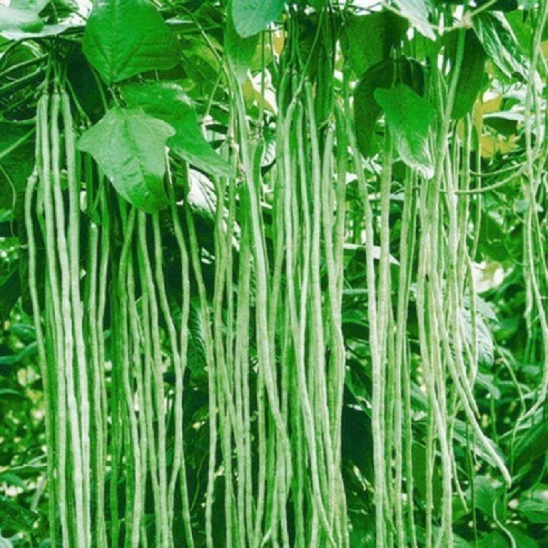 20g Hạt giống Đậu đũa (tặng Kích nẩy mầm, Hướng dẫn ươm)