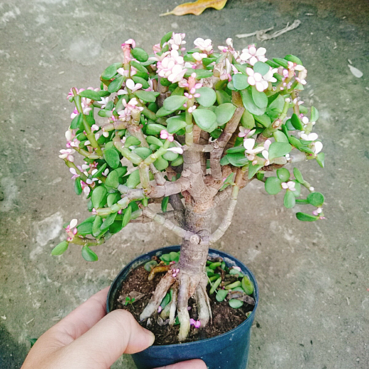 Cây Ngọc Bích (Đỏ) - Cây cảnh bonsai để bàn
