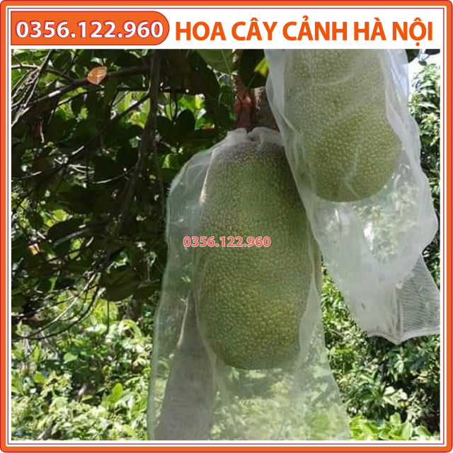 10 Túi Bọc Mít kích thước 40x50cm