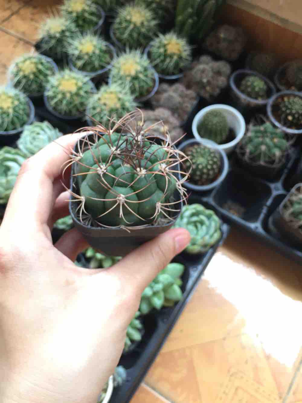 Xương rồng tân thiên địa
