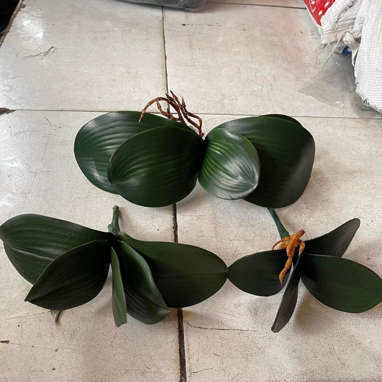 Lá lan hồ điệp