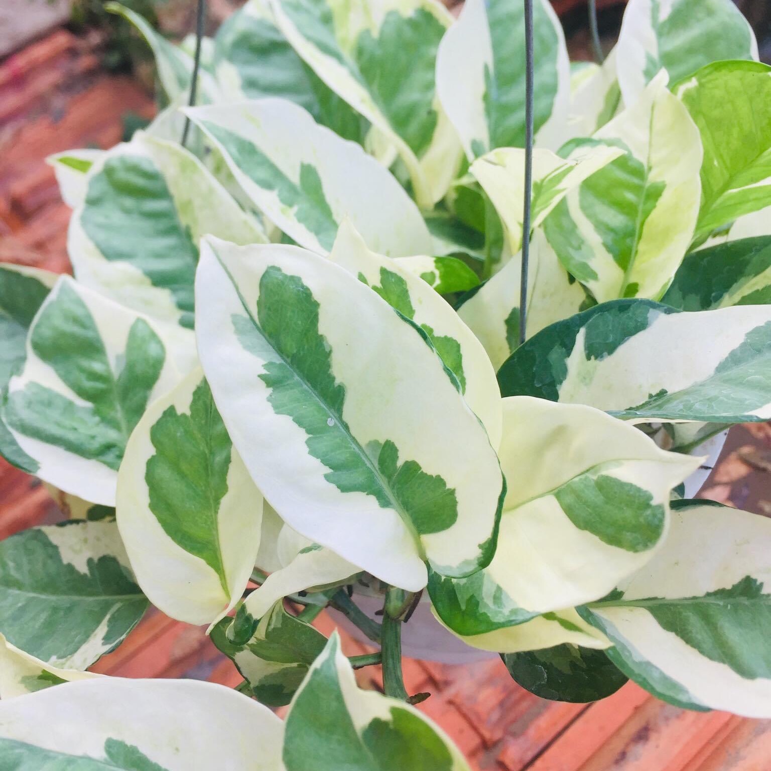 Trầu bà cẩm thạch
