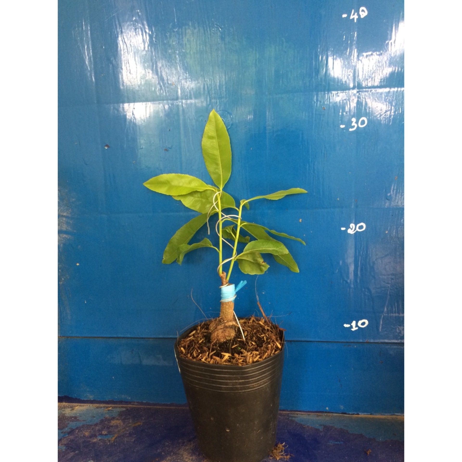 Mai Lá Ngọc Cành Vàng Mini