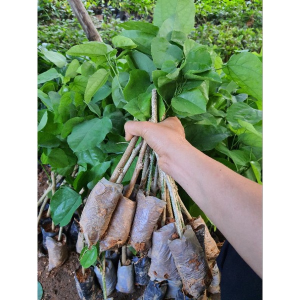 cây giống ban tím (móng bò)