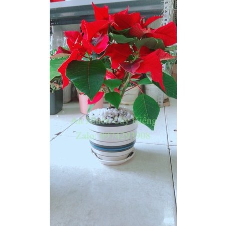 Chậu Cây Trạng Nguyên