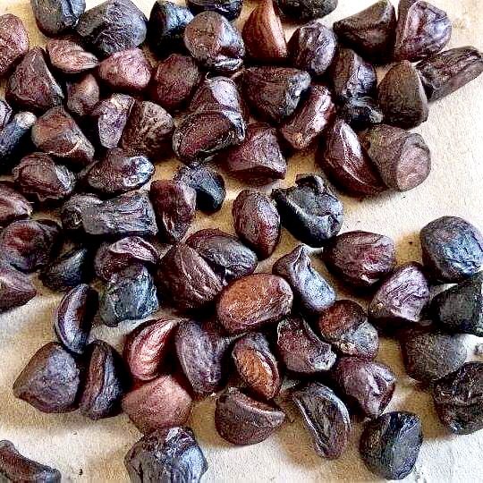[100G-500G] Northwest Forest Guava Seeds - Fragrant Guava Seeds Used as a Spice for Grilling and Making Dipping Sauces