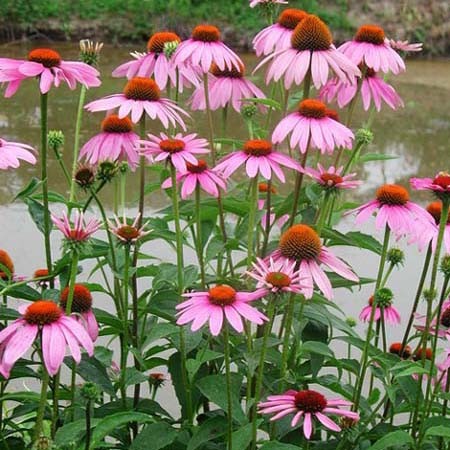 50 Hạt giống hoa cúc tím (Echinacea purpurea)