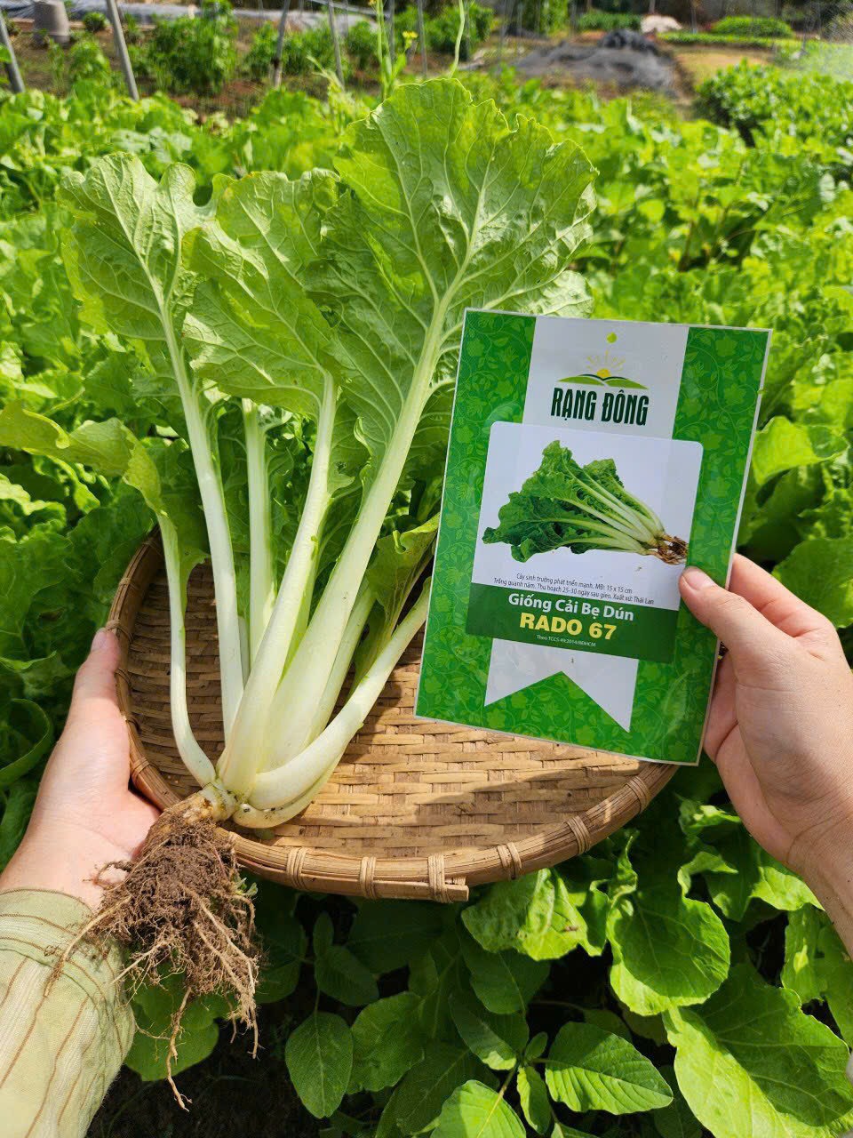 Hạt giống cải bẹ dún RADO 67 20Gram