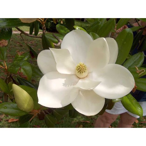 CÂY HOA HẢI ĐƯỜNG TRẮNG CÂY NhỠ