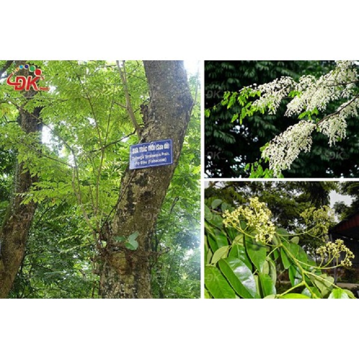 BẦU CÂY GIỐNG CÂY SƯA ĐỎ