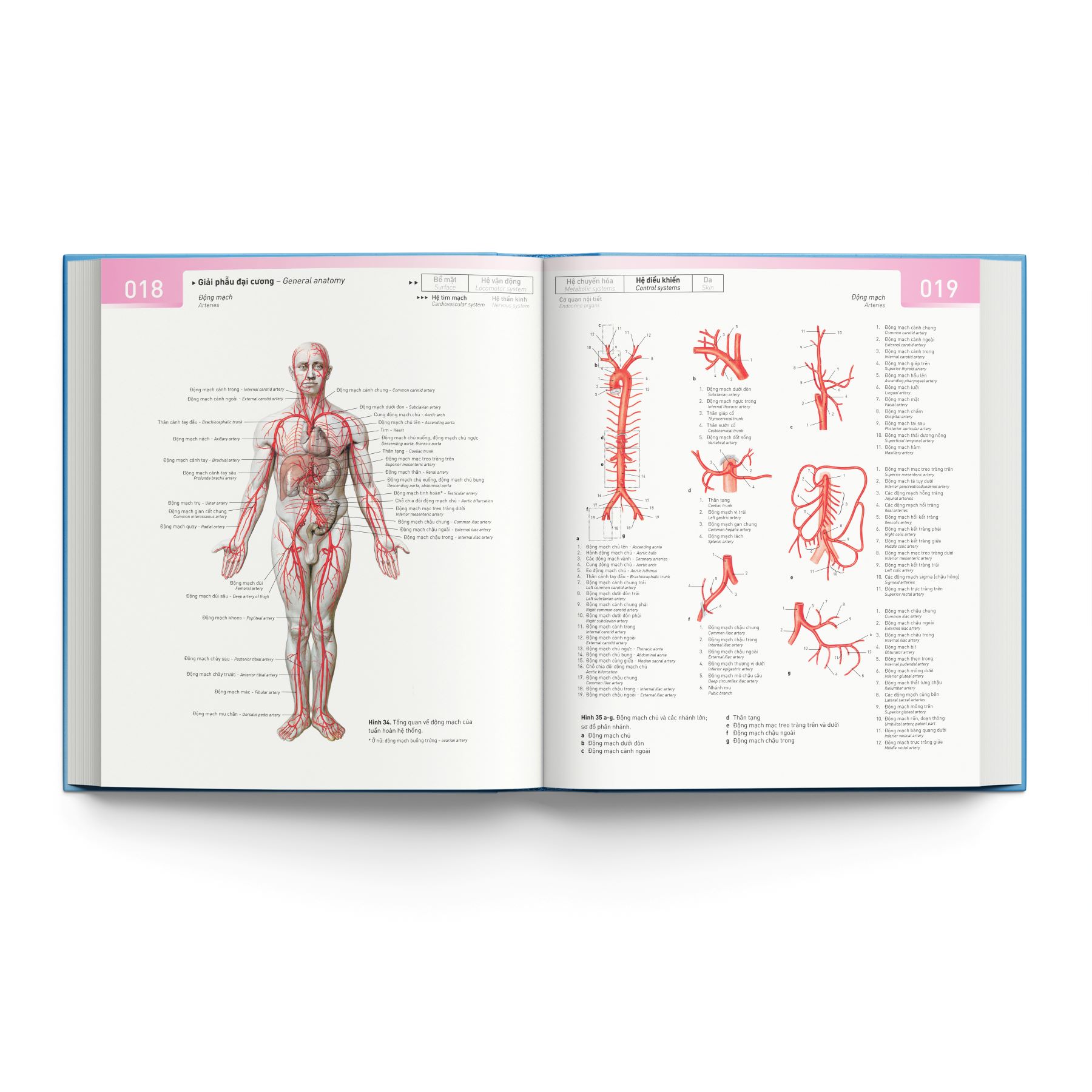 Cá Chép - Sobotta Atlas Giải Phẫu Người