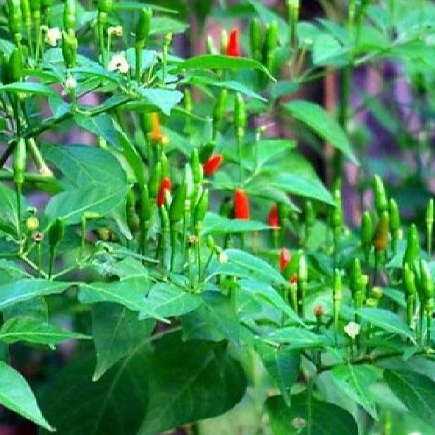 Hạt giống ớt xiêm xanh ,siêu trái-gói 30 hạt