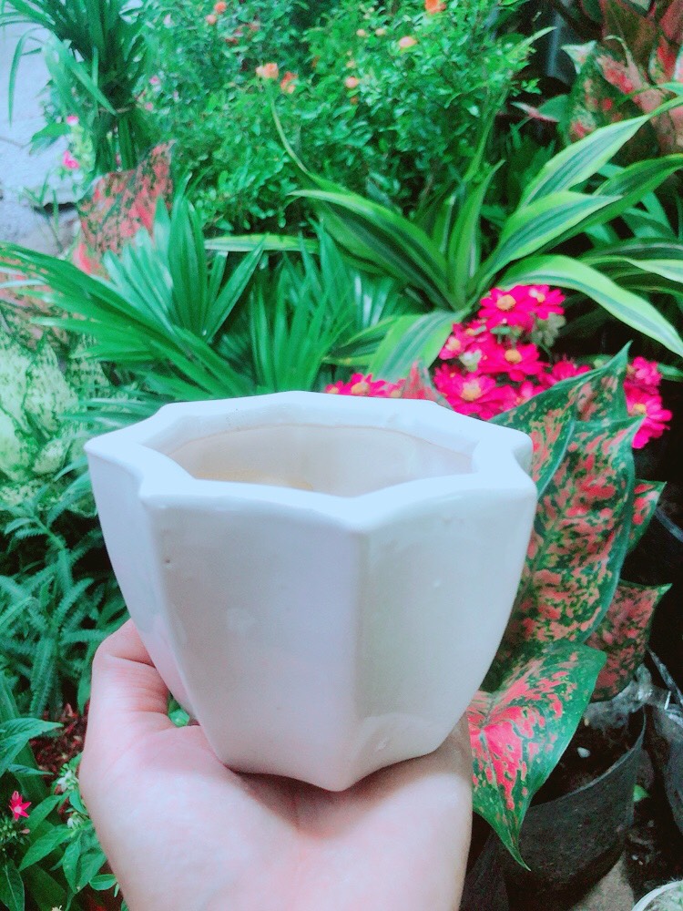 Chậu Trồng Cây (cao 8cm, ngang 9.5cm)