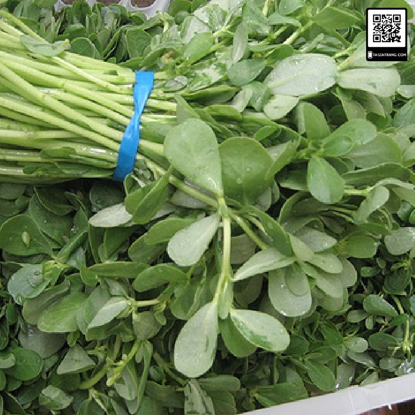 Hạt giống rau sam - Gói 1g