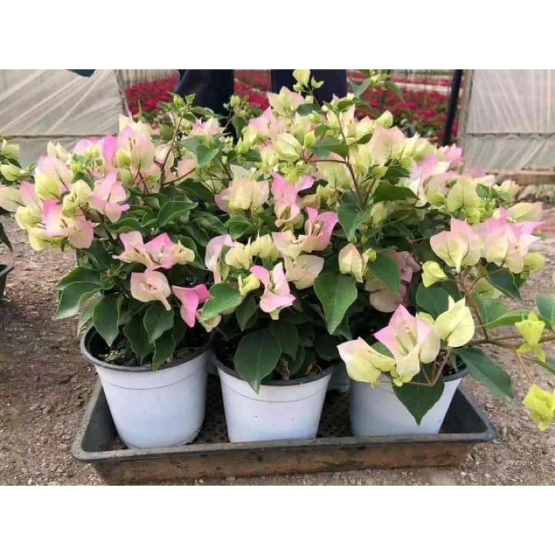 HOA GIẤY PHỚT HỒNG CÂY SẴN HOA ( cây gửi như ảnh)