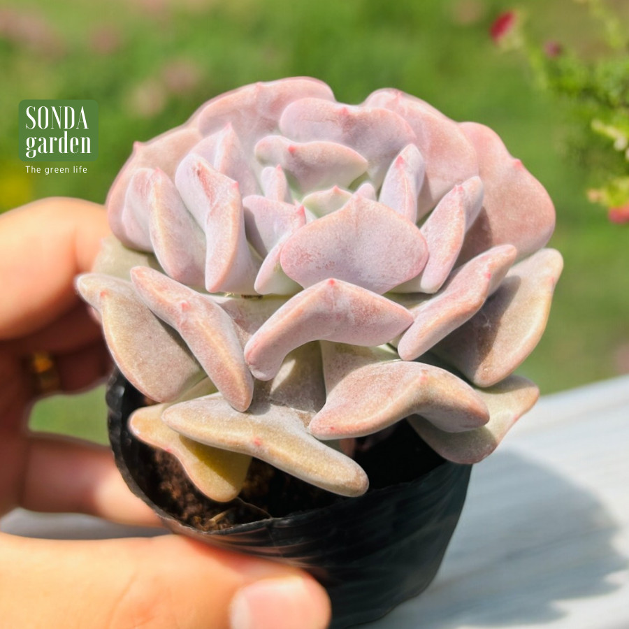 SEN ĐÁ CÚC TÍM SIZE BÉ SIÊU KHOẺ ĐẸP LỖI 1 ĐỔI 1